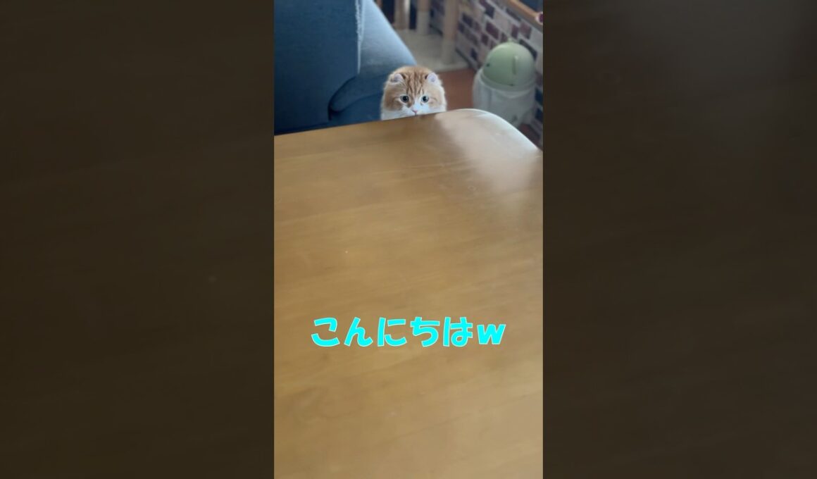 こんにちは さようなら な猫 #cat  #猫のいる暮らし  #アメリカンカール