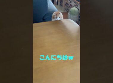 こんにちは さようなら な猫 #cat  #猫のいる暮らし  #アメリカンカール