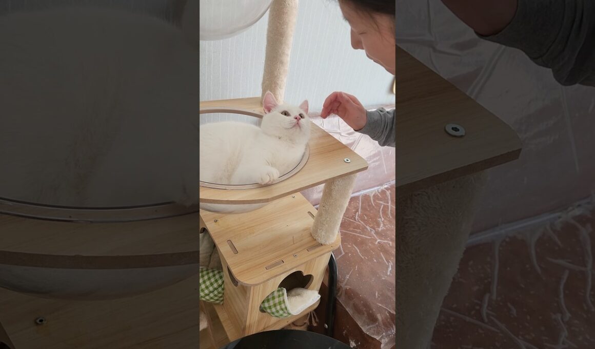 When I kiss my little cat...🤣😄 #子猫 #cat #猫の日常