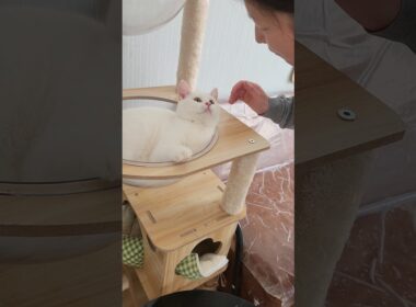 When I kiss my little cat...🤣😄 #子猫 #cat #猫の日常