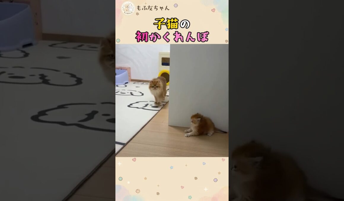子猫の初かくれんぼ 🐾💦 #ねこ #保護猫 #面白い #cat #子猫 #癒し #Shorts #かわいい #かくれんぼ