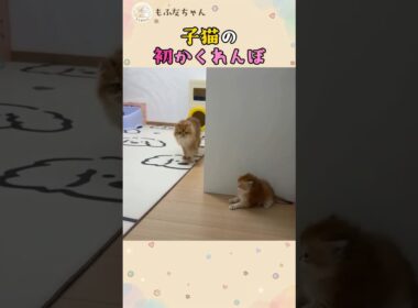 子猫の初かくれんぼ 🐾💦 #ねこ #保護猫 #面白い #cat #子猫 #癒し #Shorts #かわいい #かくれんぼ