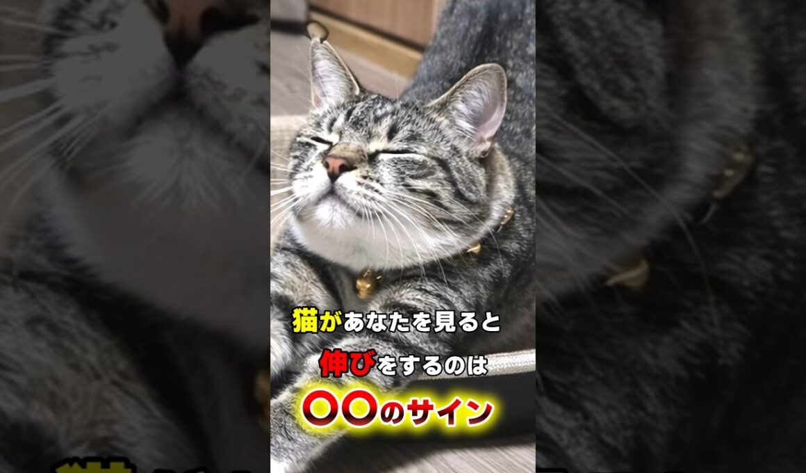 無視はNG！猫が飼い主の前で伸びをする8つの理由 #猫 #猫雑学 #ねこたんの解説