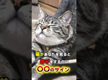 無視はNG！猫が飼い主の前で伸びをする8つの理由 #猫 #猫雑学 #ねこたんの解説