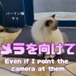 バーマン猫ラフ【カメラを向けても】Even if I point the camera at them（バーマン猫）Birman/Cat