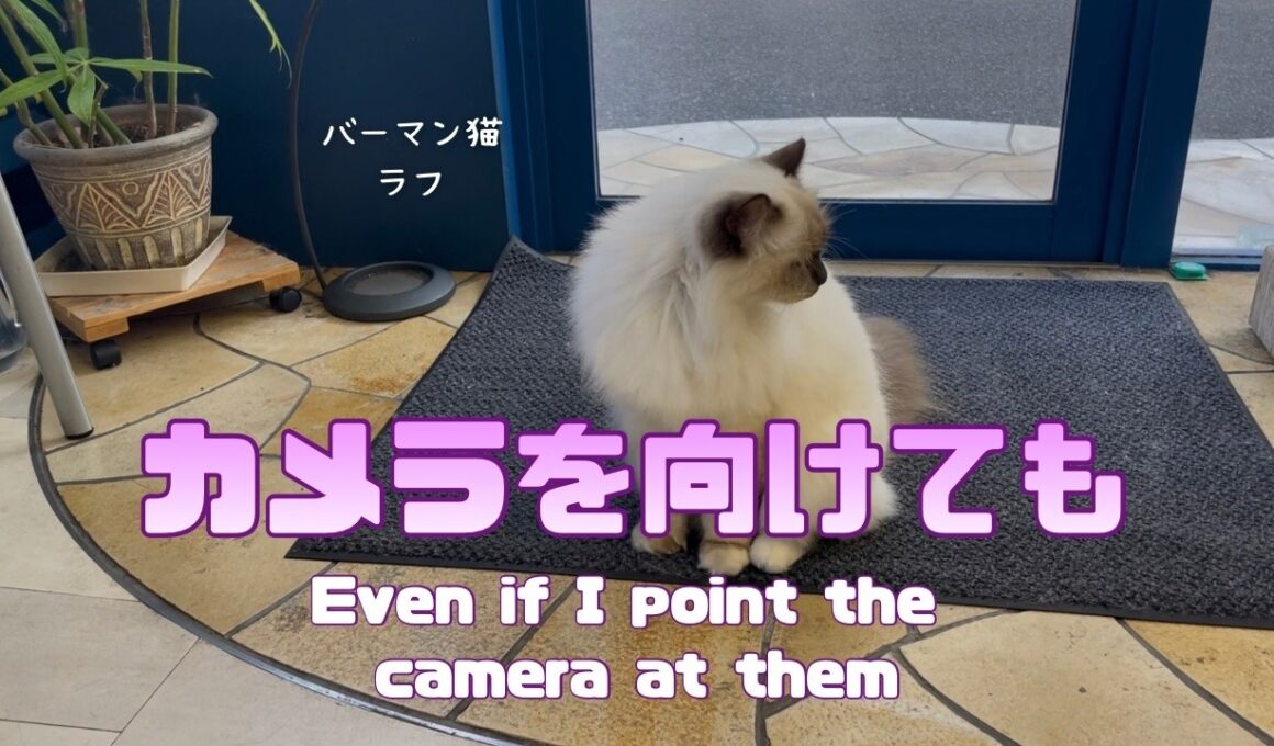 バーマン猫ラフ【カメラを向けても】Even if I point the camera at them（バーマン猫）Birman/Cat