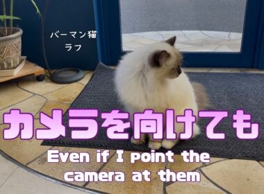 バーマン猫ラフ【カメラを向けても】Even if I point the camera at them（バーマン猫）Birman/Cat
