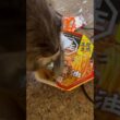 食べたいよ #ねこ動画 #アメリカンカール