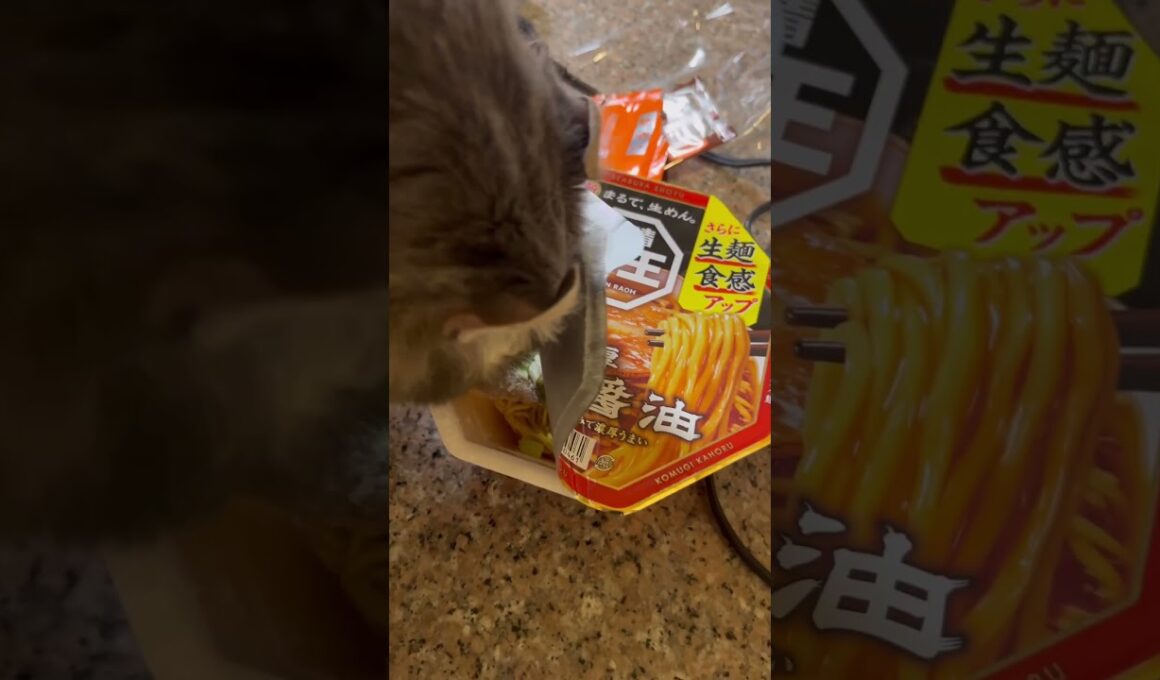 食べたいよ #ねこ動画 #アメリカンカール