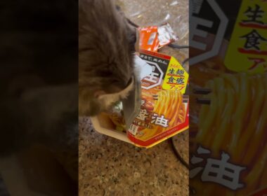食べたいよ #ねこ動画 #アメリカンカール