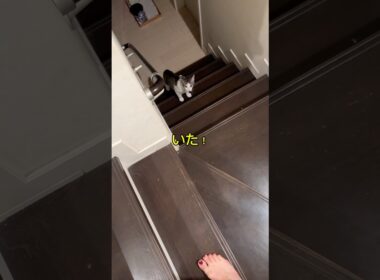 あとから来る子猫 #子猫 #こねこ #catshorts