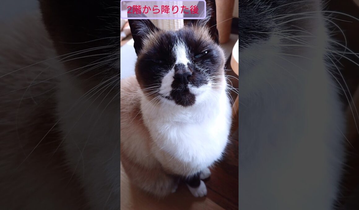 つぶらな瞳♥️#猫 #ねこ #cat #シャム猫 #Shorts #siamese