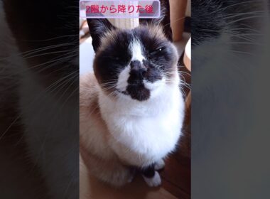 つぶらな瞳♥️#猫 #ねこ #cat #シャム猫 #Shorts #siamese