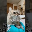2026/03/30今日のかしちゃん #猫 #ペルシャ #カシス #cat #猫のいる暮らし