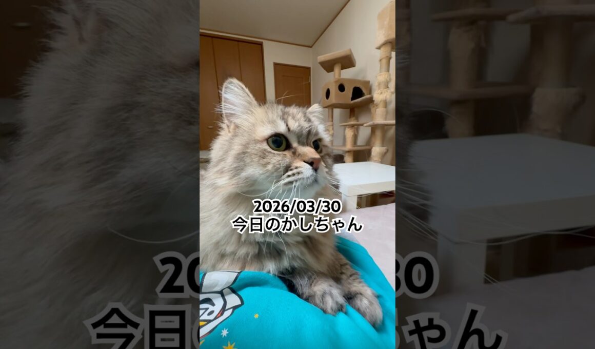2026/03/30今日のかしちゃん #猫 #ペルシャ #カシス #cat #猫のいる暮らし