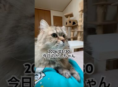 2026/03/30今日のかしちゃん #猫 #ペルシャ #カシス #cat #猫のいる暮らし
