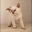 セルカークレックス子猫　Selkirk Rex　2025.12.16産まれ　　クリームポイント　巻き毛　男の子　シーダキャット猫のお店