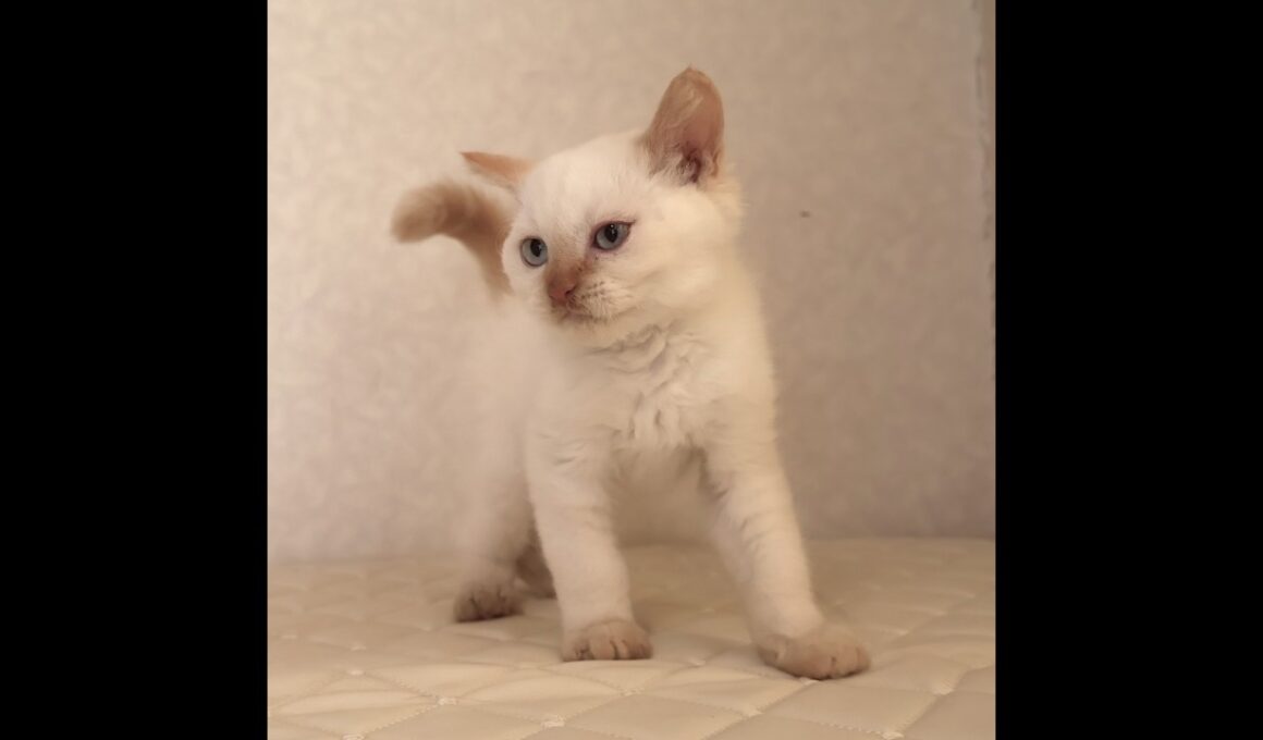 セルカークレックス子猫　Selkirk Rex　2025.12.16産まれ　　クリームポイント　巻き毛　男の子　シーダキャット猫のお店