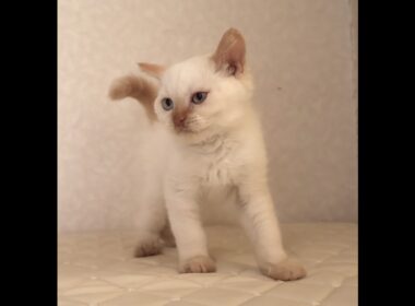 セルカークレックス子猫　Selkirk Rex　2025.12.16産まれ　　クリームポイント　巻き毛　男の子　シーダキャット猫のお店