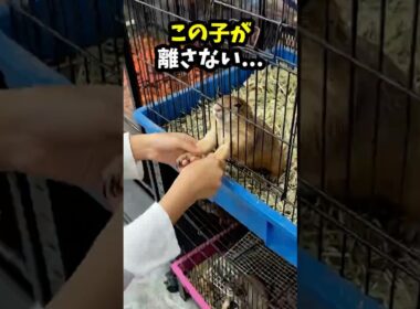 【号泣】子猫をもらうはずが…必死にアピールしてきた小さな命の正体😭