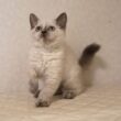セルカークレックス子猫　Selkirk Rex　2025.12.16産まれ　　ブルーポイント　巻き毛　女の子　シーダキャット猫のお店