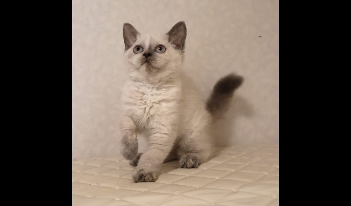 セルカークレックス子猫　Selkirk Rex　2025.12.16産まれ　　ブルーポイント　巻き毛　女の子　シーダキャット猫のお店