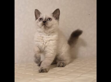 セルカークレックス子猫　Selkirk Rex　2025.12.16産まれ　　ブルーポイント　巻き毛　女の子　シーダキャット猫のお店