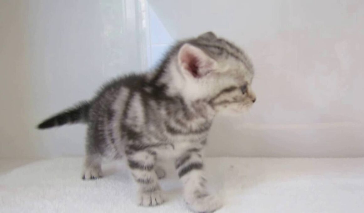 アメリカンショートヘアー【パピードリーム】