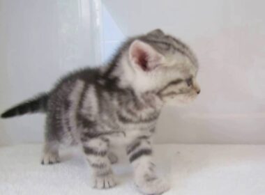 アメリカンショートヘアー【パピードリーム】