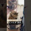動物病院からの帰還 #cat #猫のいる暮らし #ボンベイ #セルカークレックス #ブリティッシュショートヘア #メインクーン