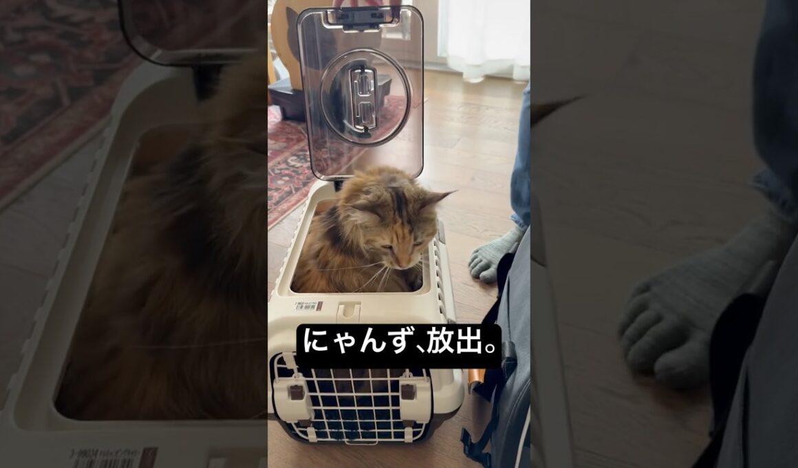 動物病院からの帰還 #cat #猫のいる暮らし #ボンベイ #セルカークレックス #ブリティッシュショートヘア #メインクーン