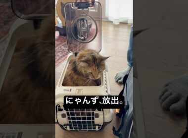 動物病院からの帰還 #cat #猫のいる暮らし #ボンベイ #セルカークレックス #ブリティッシュショートヘア #メインクーン