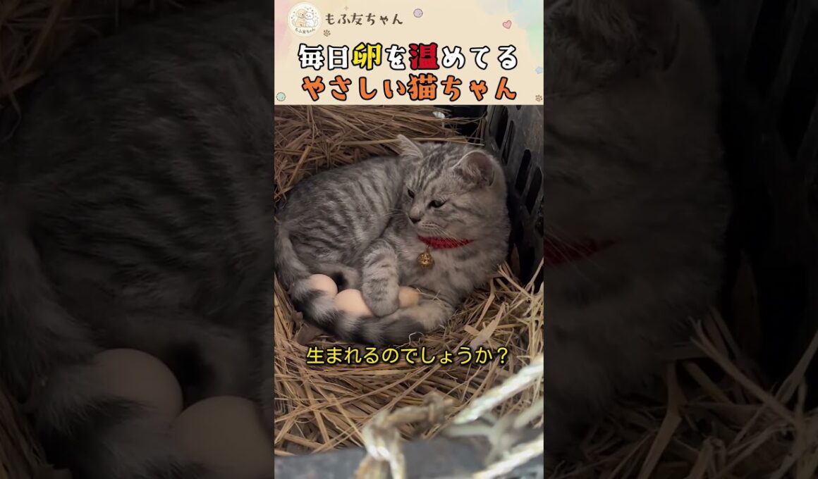 猫が卵を温めてるって！？🥚😱 #ねこ #保護猫 #面白い #cat #子猫 #癒し #Shorts #かわいい