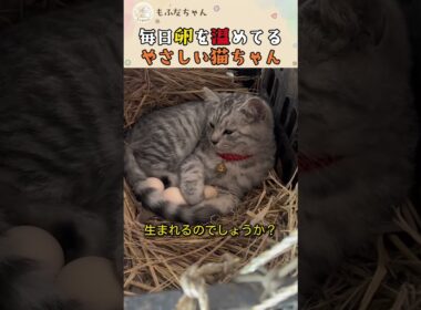 猫が卵を温めてるって！？🥚😱 #ねこ #保護猫 #面白い #cat #子猫 #癒し #Shorts #かわいい