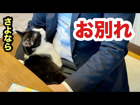 お別れを伝える子猫がヒザから降りてくれないです