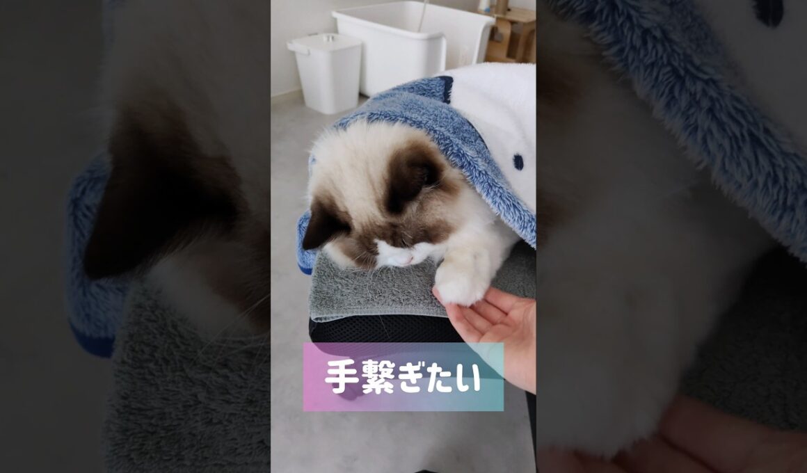 #shorts #猫 #もふもふ #ラグドール #甘えん坊猫 #猫のいる暮らし