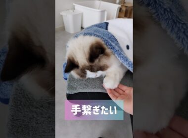 #shorts #猫 #もふもふ #ラグドール #甘えん坊猫 #猫のいる暮らし