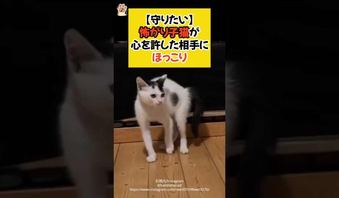 【守りたい】怖がり子猫が、心を許した相手にほっこり #shorts #保護猫 #ねこ #cat #猫のいる暮らし #ゴールデンレトリバー #ほっこり #青山龍星