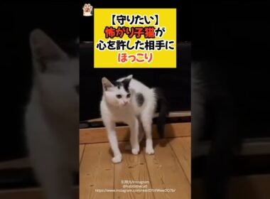 【守りたい】怖がり子猫が、心を許した相手にほっこり #shorts #保護猫 #ねこ #cat #猫のいる暮らし #ゴールデンレトリバー #ほっこり #青山龍星