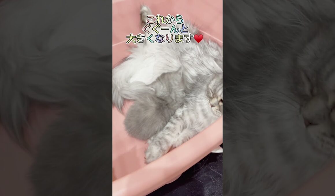 ミヌエットちゃん兄妹♥️ 【お問合せ詳細は説明欄に記載あります】 #ラパーマ #マンチカン #子猫 #猫 #ブリーダー直販 #ミヌエット #猫のいる暮らし #子猫販売 #猫動画