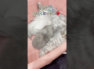 ミヌエットちゃん兄妹♥️ 【お問合せ詳細は説明欄に記載あります】 #ラパーマ #マンチカン #子猫 #猫 #ブリーダー直販 #ミヌエット #猫のいる暮らし #子猫販売 #猫動画