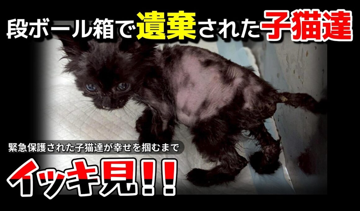 【神戸保護猫】段ボールで遺棄された子猫たちをイッキ見！