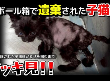 【神戸保護猫】段ボールで遺棄された子猫たちをイッキ見！