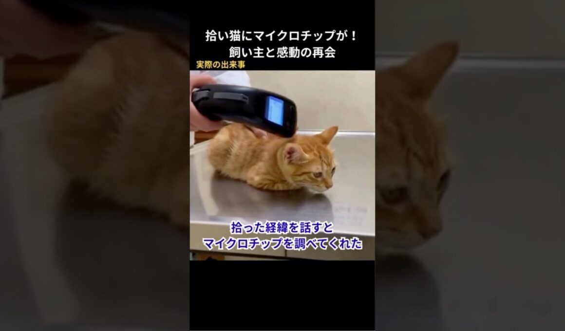 拾った猫にマイクロチップが！飼い主が泣きながら引き取りに #保護猫 #猫動画 #猫