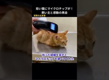 拾った猫にマイクロチップが！飼い主が泣きながら引き取りに #保護猫 #猫動画 #猫