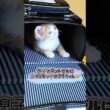 【緊急】息子を学校に行かせたくない子猫がランドセルに立てこもりましたw #保護猫 #shorts  #ねこ #子ネコ #保護子猫 #猫のいる暮らし #猫家族 #兄弟猫 #cat