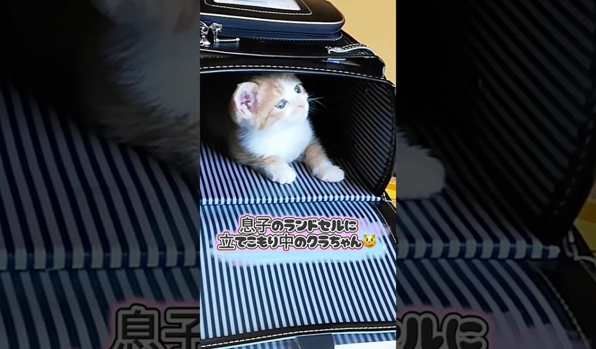 【緊急】息子を学校に行かせたくない子猫がランドセルに立てこもりましたw #保護猫 #shorts  #ねこ #子ネコ #保護子猫 #猫のいる暮らし #猫家族 #兄弟猫 #cat