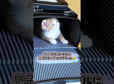 【緊急】息子を学校に行かせたくない子猫がランドセルに立てこもりましたw #保護猫 #shorts  #ねこ #子ネコ #保護子猫 #猫のいる暮らし #猫家族 #兄弟猫 #cat