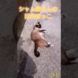 日向ぼっこ🌞#猫 #シャム猫 #cat #ねこ #Shorts