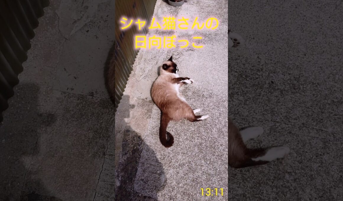 日向ぼっこ🌞#猫 #シャム猫 #cat #ねこ #Shorts